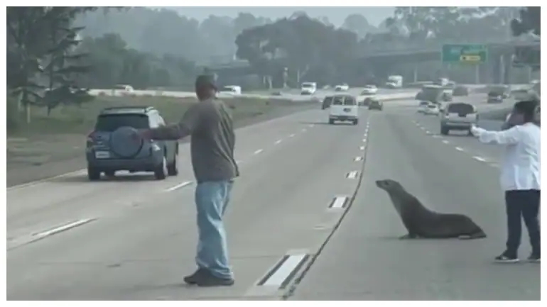 Sư tử biển bất ngờ xuất hiện trên đường cao tốc California đông đúc và được giải cứu ngay sau đó - Ảnh 1