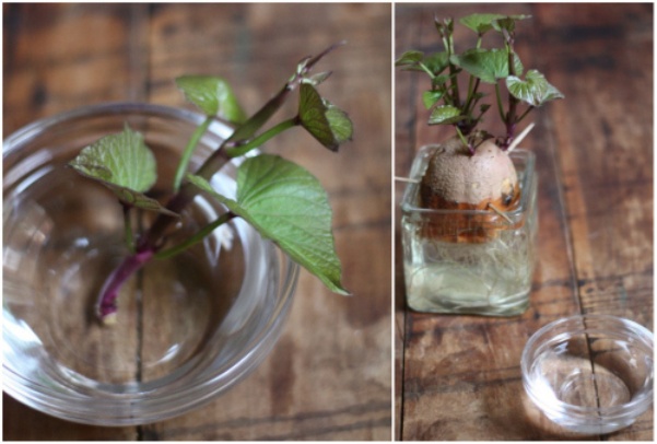 Cách trồng khoai lang làm cảnh đơn giản chỉ từ 1 củ khoai và 1 cốc nước - Ảnh 3