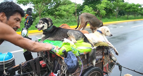 6 năm đi 14.000 km cứu gần 500 chú chó hoang - Ảnh 1