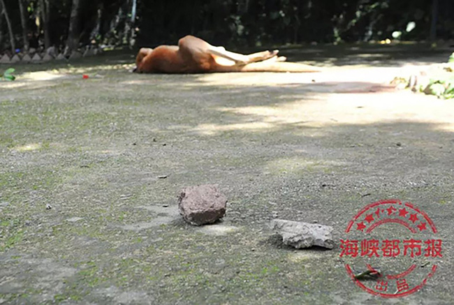 Phẫn nộ với hình ảnh hàng loạt Kangaroo trong sở thú Trung Quốc thương vong vì hành động thiếu ý thức của du khách - Ảnh 3