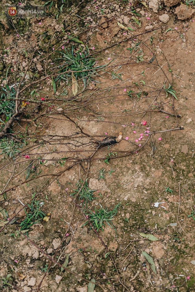 Gần 200 gốc đào của người dân Bắc Ninh bị chặt phá trong đêm: 'Tết năm nay còn chả có bánh chưng mà ăn' - Ảnh 7