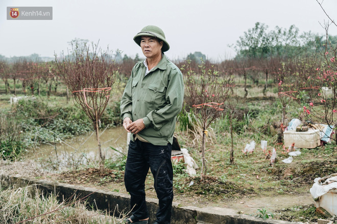Gần 200 gốc đào của người dân Bắc Ninh bị chặt phá trong đêm: 'Tết năm nay còn chả có bánh chưng mà ăn' - Ảnh 14
