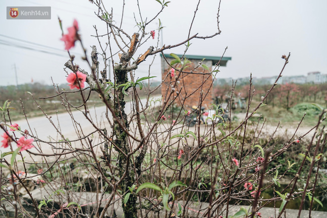 Gần 200 gốc đào của người dân Bắc Ninh bị chặt phá trong đêm: 'Tết năm nay còn chả có bánh chưng mà ăn' - Ảnh 15