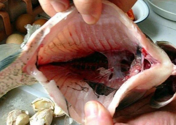 4 bộ phận của cá nhiều người tranh ăn nhưng cực độc, chớ dại dây vào - Ảnh 3