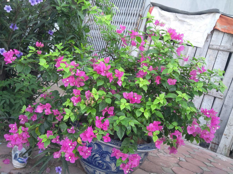 Cách trồng hoa giấy leo ra hoa đẹp quanh năm cho nhà trong phố - Ảnh 3