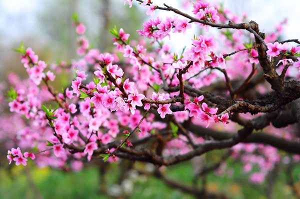 Từ lâu đời, hoa đào đã được xem là biểu tượng của ngày Tết Việt Nam ở miền Bắc