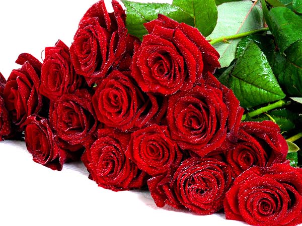 Khi lựa chọn hoa 20/11 tặng thầy cô, hoa hồng là loài hoa phù hợp nhất