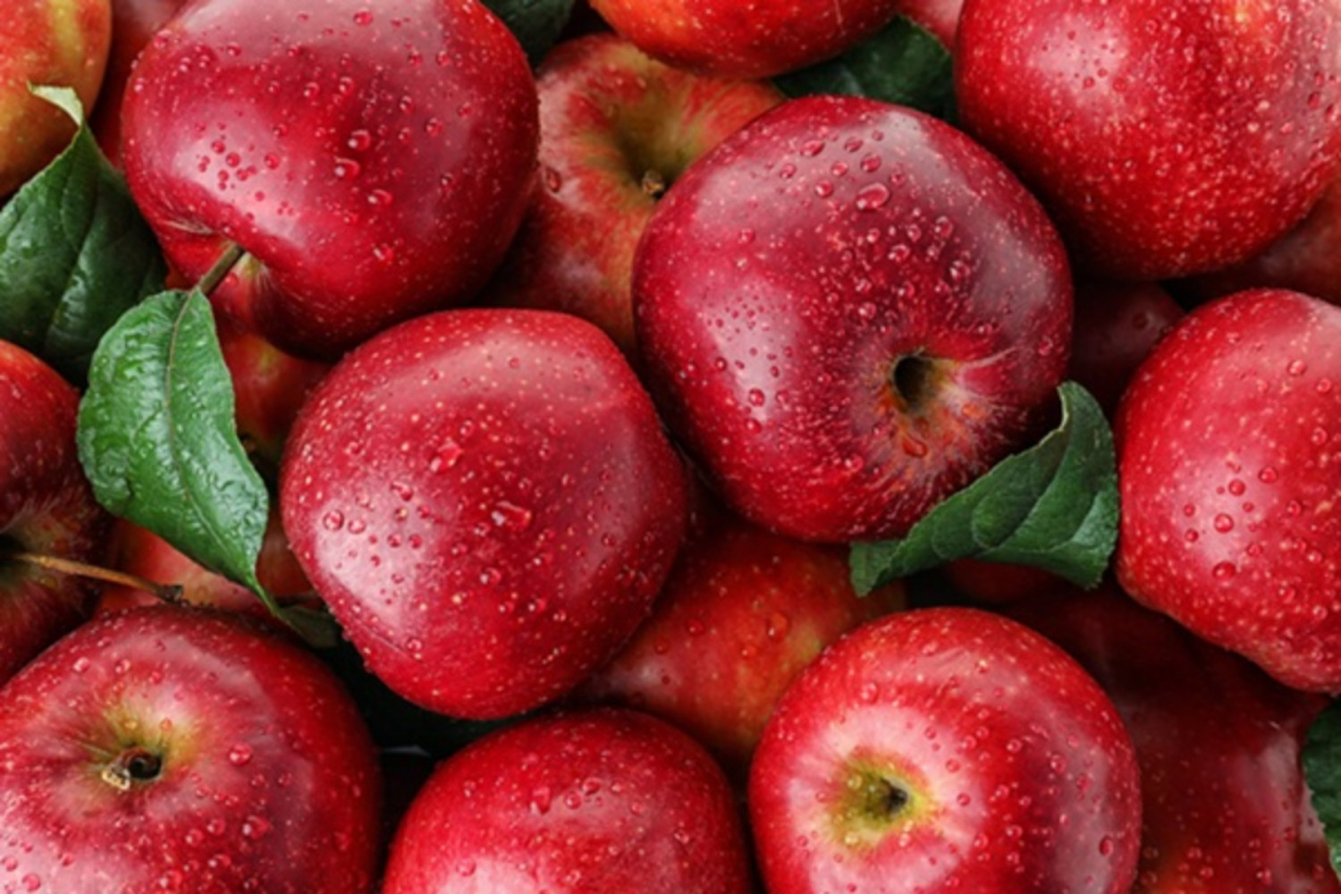 Ăn táo mỗi ngày giúp bạn 'tránh xa bác sĩ' - Ảnh 2