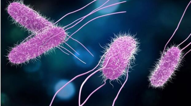 Vi khuẩn Salmonella khiến 600 học sinh Nha Trang ngộ độc là gì, nguy hiểm như thế nào? - Ảnh 1