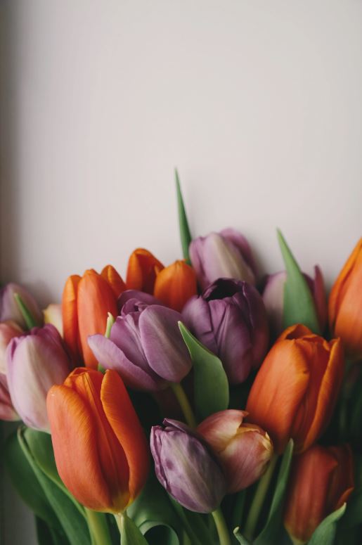Hoa Tulip và thông điệp ý nghĩa theo từng màu sắc! - Ảnh 1