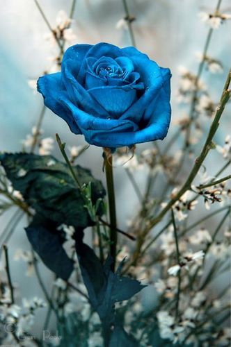Hoa hồng xanh - loài hoa biểu trưng cho một tình yêu bất diệt! - Ảnh 3