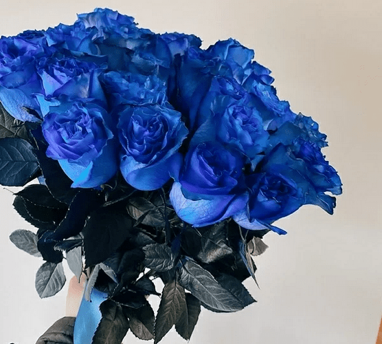 Hoa hồng xanh - loài hoa biểu trưng cho một tình yêu bất diệt! - Ảnh 2
