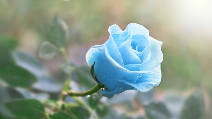 Hoa hồng xanh - loài hoa biểu trưng cho một tình yêu bất diệt! - Ảnh 1