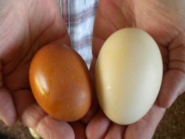 8 lý do vì sao trứng vịt tốt hơn trứng gà - Ảnh 1