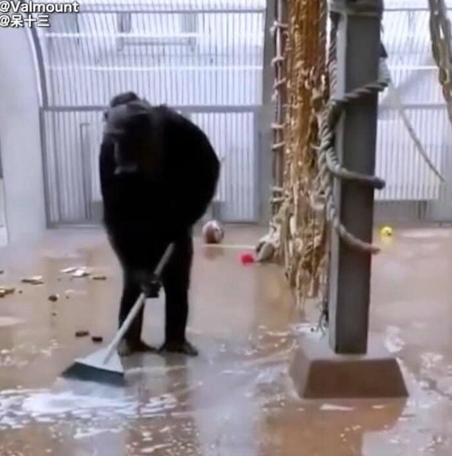 Nhân viên sở thú lỡ tay đánh rơi cây chổi vào chuồng của chú tinh tinh, nào ngờ chính con vật này đã giúp người đàn ông kia dọn dẹp chỗ ở của mình - Ảnh 2