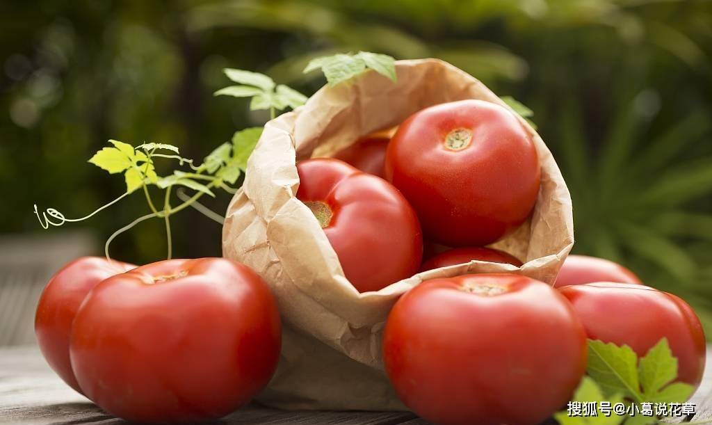 Ăn cà chua mỗi ngày rất tốt cho cơ thể nhưng bạn cần đặc biệt lưu ý những điều này để tránh bị phản tác dụng nhé! - Ảnh 4