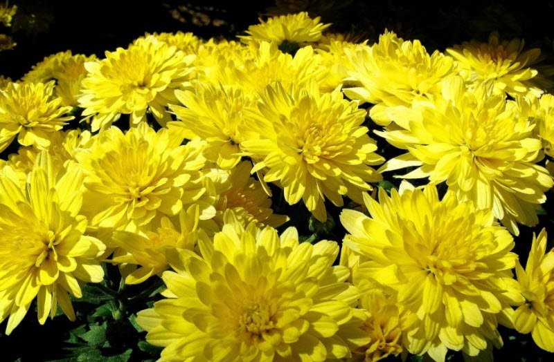 Rằm tháng 7, chọn 5 loại hoa này đặt bàn thờ để rước tài đón lộc, mang may mắn về cho gia chủ - Ảnh 2
