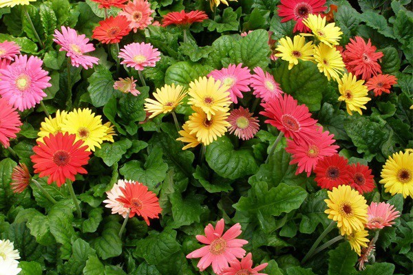 Rằm tháng 7, chọn 5 loại hoa này đặt bàn thờ để rước tài đón lộc, mang may mắn về cho gia chủ - Ảnh 4