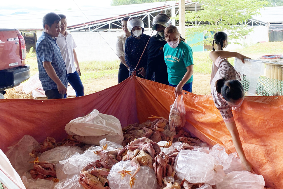Chủ trại ở Hà Tĩnh mất trắng tiền tỷ do 10.000 con gà chết ngạt - Ảnh 2