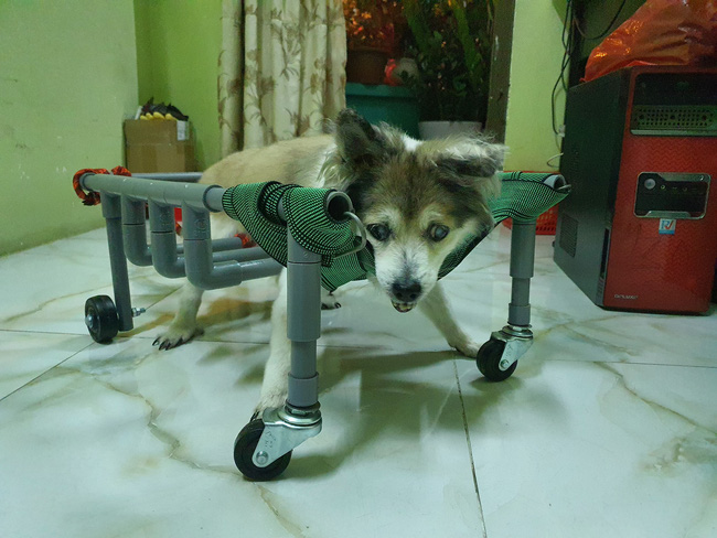 Chú chó già 15 năm đôi mắt đục ngầu, chân yếu không thể đi được nhà chủ hỗ trợ một thiết bị đặc biệt giúp sống vui những ngày tháng cuối đời - Ảnh 2