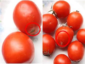 Nếu thấy cà chua có 4 dấu hiệu này, chị em hãy vứt ngay vào sọt rác vì chúng đã bị tẩm hóa chất độc hại