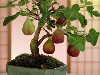 Cách trồng cây sung Mỹ đúng kĩ thuật, cực đơn giản mà cho quả đẹp,  thu hoạch mỏi tay
