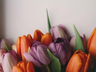 Hoa Tulip và thông điệp ý nghĩa theo từng màu sắc!
