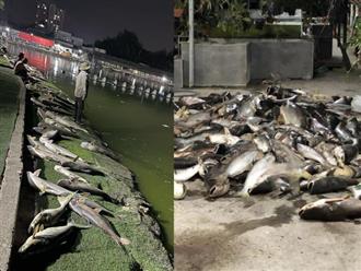 Chủ hồ câu cá 'khóc nghẹn' nhìn 13.000 con cá bự bị chết ngạt, chất đống trên bờ