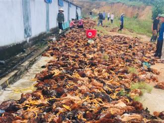 Hàng trăm người ở Hà Tĩnh tham gia 'giải cứu' 8.000 con gà chết do chập điện