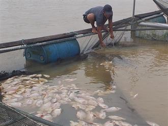 Hơn 6 tấn cá nuôi lồng trên sông Bồ bị chết do mưa lũ