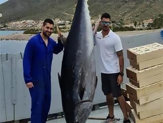 3 người đàn ông phấn kích khi bắt được cá ngừ khổng lồ dài 3 mét, nặng 304kg trên biển