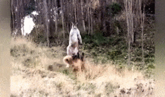 Chó becgie chạm trán gay cấn với kangaroo và cái kết đầy bất ngờ