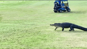 Hoàng hồn cảnh cá sấu đi lại trên sân golf khiến người chơi kinh ngạc
