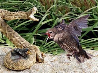Hồi hộp giây phút chim cút mẹ dũng cảm chiến đấu với 2 con rắn đói để bảo vệ trứng và cái kết xót xa 