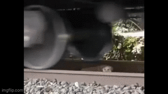 Hốt hoảng khi phát hiện chú chó mắc kẹt trong đường ray tàu đang chạy và pha xử lý thông minh giúp nó thoát nạn trong gang tấc 