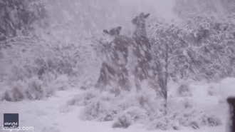 Trận chiến không khoan nhượng, 2 con Kangaroo đánh nhau dưới mưa tuyết, hấp dẫn ly kỳ thu hút triệu lượt xem 