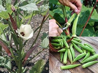 Cách trồng đậu bắp trong chậu nhựa cực đơn giản cho cây sai trĩu quả, chị em tha hồ thu hoạch