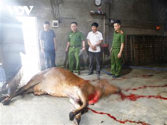 Phát hiện đối tượng mua trâu bò đã chết từ vùng dịch về xẻ thịt bán kiếm lời