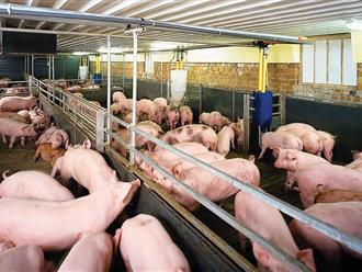 7 người tử vong vì ngộ độc khí thải từ chuồng lợn, cần cẩn trọng khi xây dựng hầm biogas
