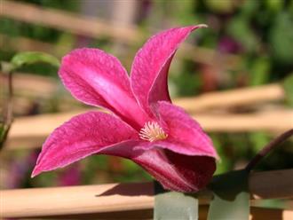 8 loài hoa được lấy cảm hứng từ các thành viên của gia đình Hoàng gia Anh bạn có thể trồng trong vườn nhà mình