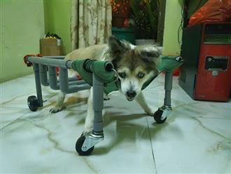 Chú chó già 15 năm đôi mắt đục ngầu, chân yếu không thể đi được nhà chủ hỗ trợ một thiết bị đặc biệt giúp sống vui những ngày tháng cuối đời