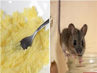 7 cách đuổi chuột ra khỏi nhà hiệu quả và an toàn không cần dùng thuốc