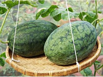 3 loại quả ngọt mát có sẵn ở Việt Nam là “thuốc trường thọ”: Hạ đường huyết cực tốt lại dưỡng gan, mát thận hiệu quả