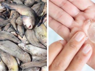 Nghiên cứu chỉ ra lợi ích sức khỏe bất ngờ của chất nhầy trên da cá: Chống lại vi khuẩn kháng thuốc kháng sinh 
