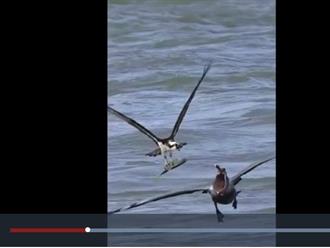 Video thú vị về khoảnh khắc chim bồ nông to lăm le cướp mồi của chim ưng