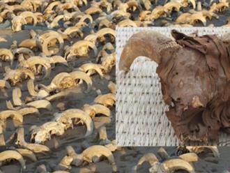Phát hiện hơn 2.000 xác ướp đầu cừu tại thành phố cổ của Ai Cập