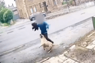 Đang dắt chó đi chơi, người đàn ông bất ngờ bị chó ngao hung dữ tấn công kinh hoàng và pha giải cứu xuất thần từ tài xế ô tô 