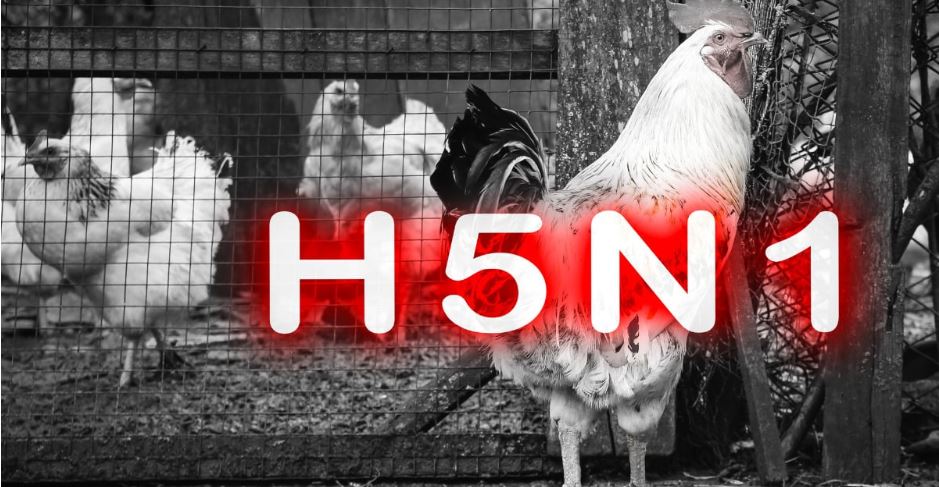 Từ ca tử vong do cúm A/H5N1: Bộ Y tế khuyến cáo 5 cách phòng tránh - Ảnh 1