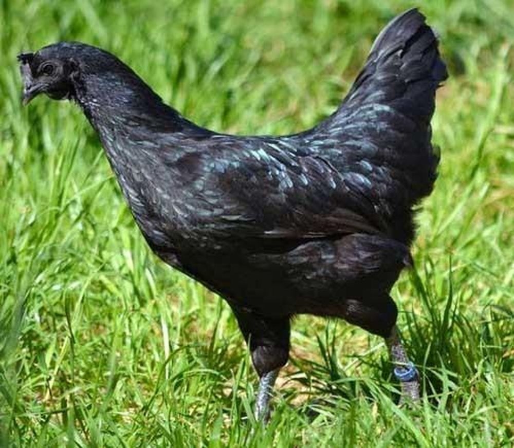 Loại trứng gà 'siêu lạ' đen như cục than, giá tới 1 triệu đồng/quả nhưng vẫn được 'săn lùng' như của ngon vật lạ - Ảnh 1