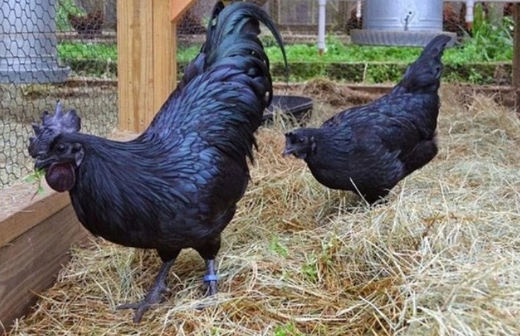 Loại trứng gà 'siêu lạ' đen như cục than, giá tới 1 triệu đồng/quả nhưng vẫn được 'săn lùng' như của ngon vật lạ - Ảnh 2